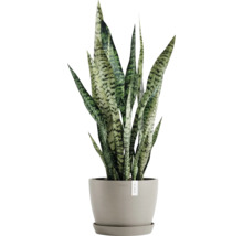 Sansevieria Pflanze im Topf