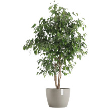 Benjamini Zimmerpflanze im Topf