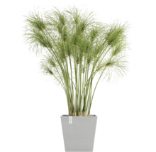 Zimmerpflanze Zyperngras in einem Pflanzgefäß