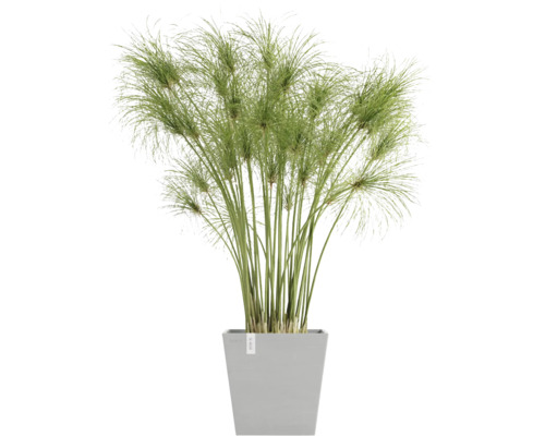 Zimmerpflanze Zyperngras in einem Pflanzgefäß