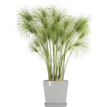 Zyperngras in einem quadratischen Topf