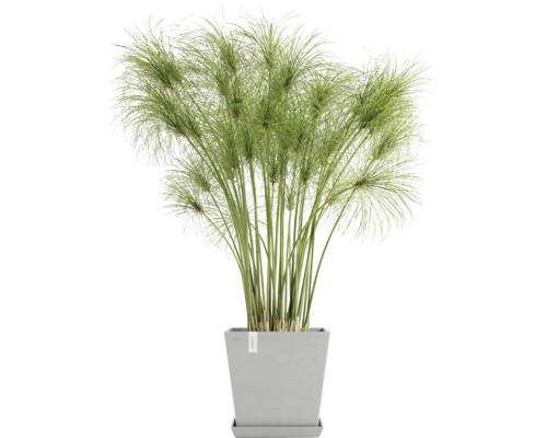 Zyperngras in einem quadratischen Topf