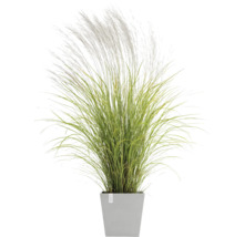 Ziergras im Topf für den Garten