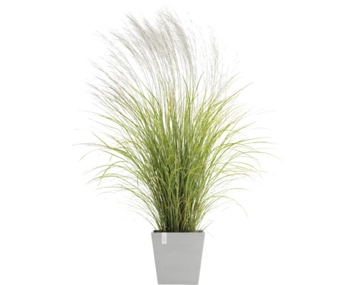 Ziergras im Topf für den Garten