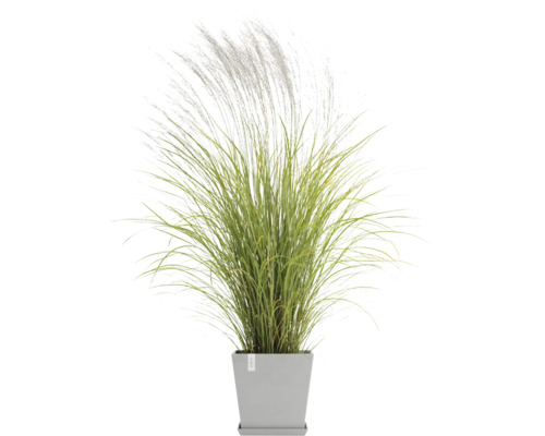 Grasbusch in einem grauen Topf