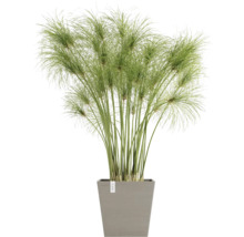 Zypergras in einem Topf für den Innenbereich