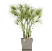 Zypergras in einem Topf