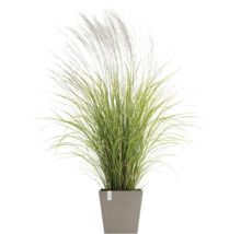 Ziergras im Topf für den Garten