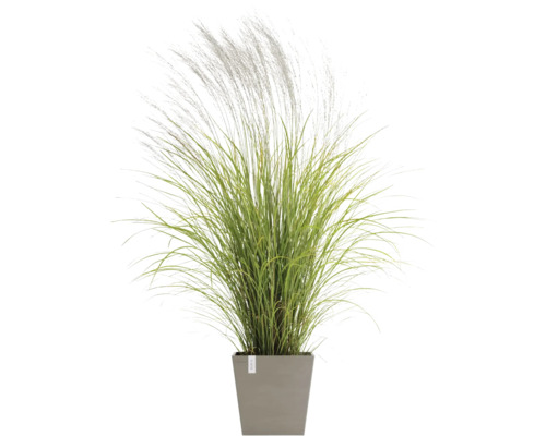 Ziergras im Topf für den Garten