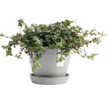 Glockenwein in einem Topf