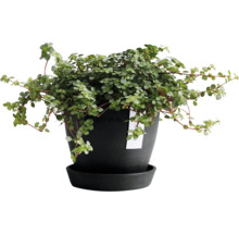 Zimmerpflanze in Topf mit Untersetzer