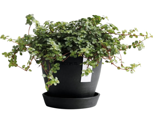 Zimmerpflanze in Topf mit Untersetzer