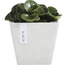 Zimmerpflanze mit runden Blättern in einem Topf