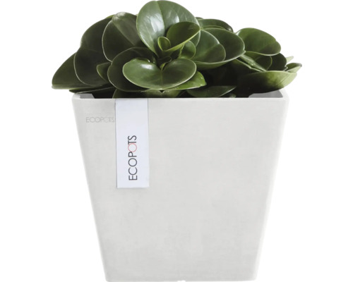 Zimmerpflanze mit runden Blättern in einem Topf