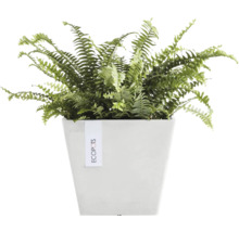 Zimmerpflanze Farn in weißem Pflanzgefäß