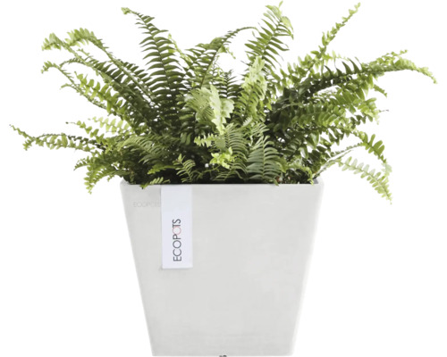 Zimmerpflanze Farn in weißem Pflanzgefäß