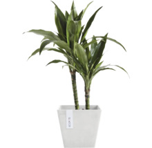 Grüne Zimmerpflanze in einem Topf