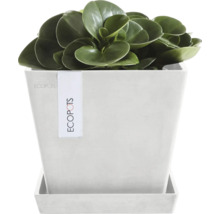 Zimmerpflanze in einem eckigen Topf mit Untersetzer