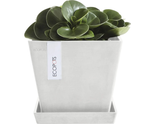 Zimmerpflanze in einem eckigen Topf mit Untersetzer