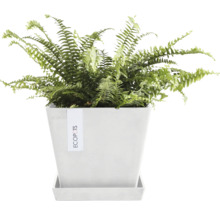 Grüner Farn in einem Topf mit Untersetzer