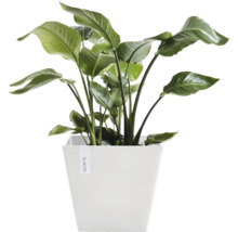 Strelitzie in einem Topf