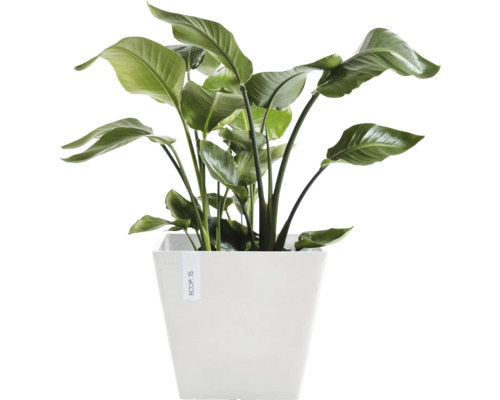 Strelitzie in einem Topf