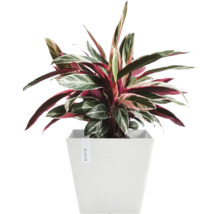 Pfeilwurz Zimmerpflanze in einem Topf