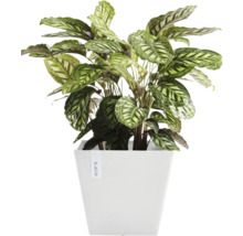 Calathea im Topf
