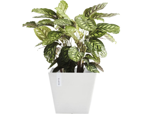 Calathea im Topf