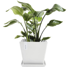 Strelitzie in weißem Pflanztopf