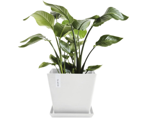 Strelitzie in weißem Pflanztopf