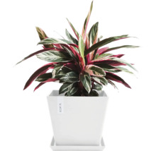 Pfeilwurz im weißen Topf mit Untersetzer