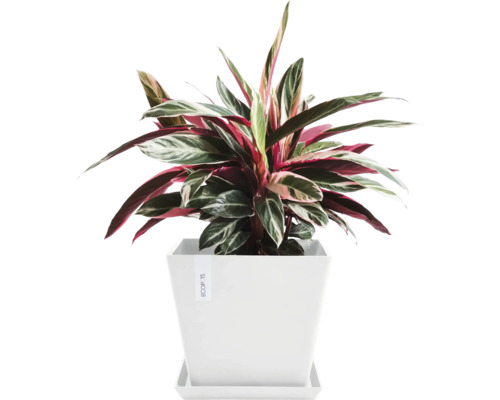 Pfeilwurz im weißen Topf mit Untersetzer