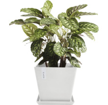 Pfeilwurz im weißen Topf