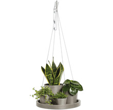 Hängeampel mit Zimmerpflanzen in Töpfen