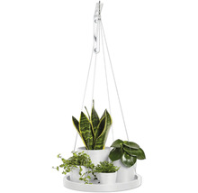 Hängeampel mit Zimmerpflanzen in Töpfen