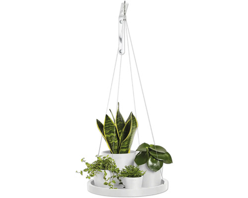 Hängeampel mit Zimmerpflanzen in Töpfen