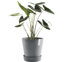 Zimmerpflanze Alocasia mit dekorativen Blättern in einem Topf