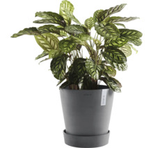 Pfeilwurz im grauen Topf für den Innenbereich