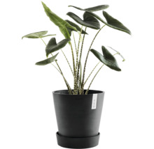 Zimmerpflanze Alocasia Zebrina in einem Topf