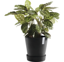 Calathea Pflanze in einem schwarzen Topf