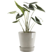 Zebra-Pfeilblatt Pflanze in einem Topf