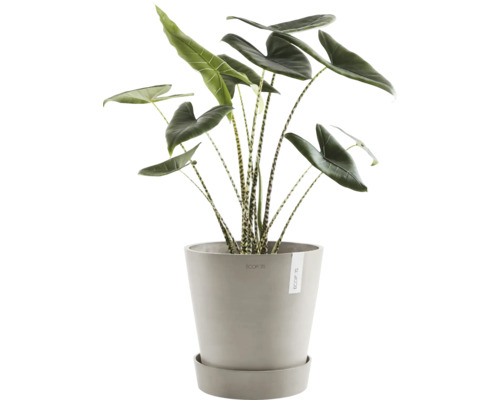 Zebra-Pfeilblatt Pflanze in einem Topf