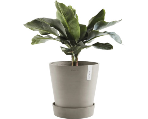 Banane im Topf auf Untersetzer