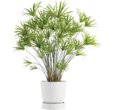 Zimmerpflanze Zyperngras in weißem Topf