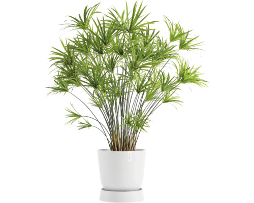 Zimmerpflanze Zyperngras in weißem Topf