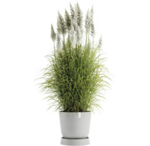 Grasbusch mit weißen Wedeln im Topf