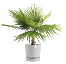 Hanfpalme in einem Topf