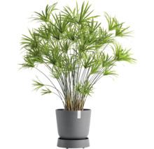 Zimmerpflanze Zypergras in einem Topf