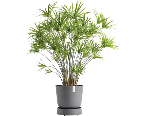 Zimmerpflanze Zypergras in einem Topf